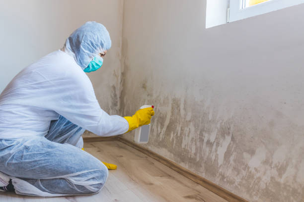 Licensed Mold Remediation service in Annandale, NJ - WQB Mold Removal