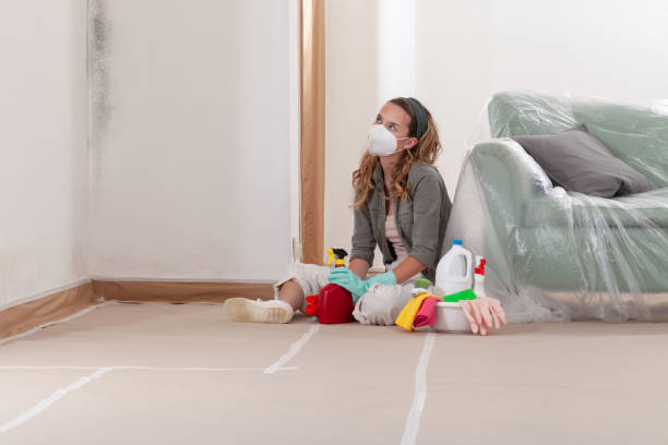Reliable Mold Remediation contractor in Annandale, NJ by WQB Mold Removal