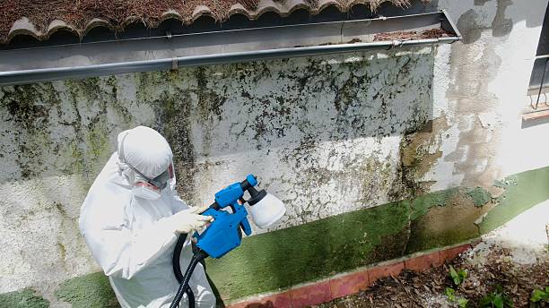 Top rated local Mold Remediation specialists in Annandale, NJ